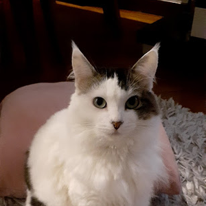 Foto de perfil de Eduardo Fiorini