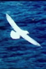 Birds by the Sea (Prayer) (Fåglar vid havet (bön))