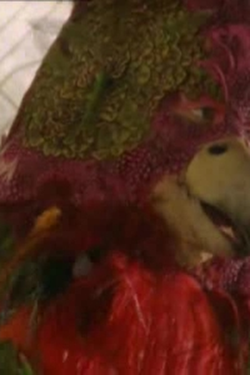 Poster de Episódio Bird Boy (2001)