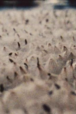 Sculptures for a Windless Space (Sculptures for a Windless Space)