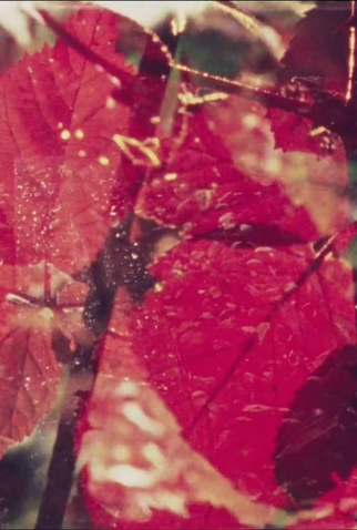 Poster 1 de Curta Summerfall Black Berries (1982)