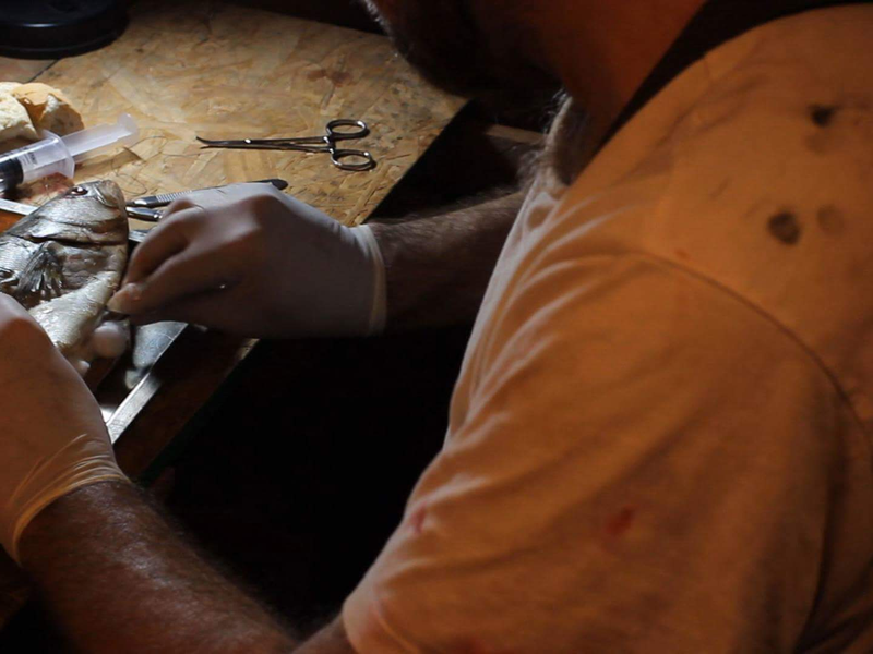 Foto 2 de O Taxidermista