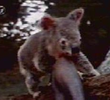 The Scarlet Koala