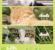 Sou Um Gato