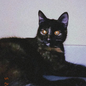 Foto de perfil de Adrya