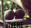 Vivere
