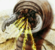 Deathworm
