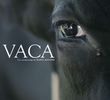 VACA