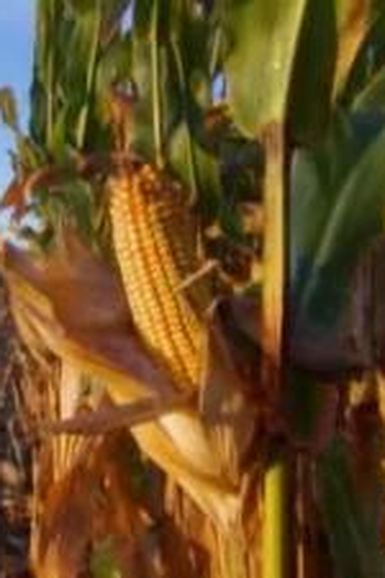 Poster de Episódio Corn (2008)