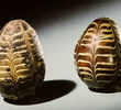 Decoding the Cosmic Egg