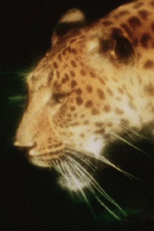 Leopard (Leopard)