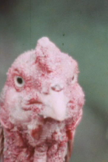 Poster de Curta Valente é o Galo (1974)