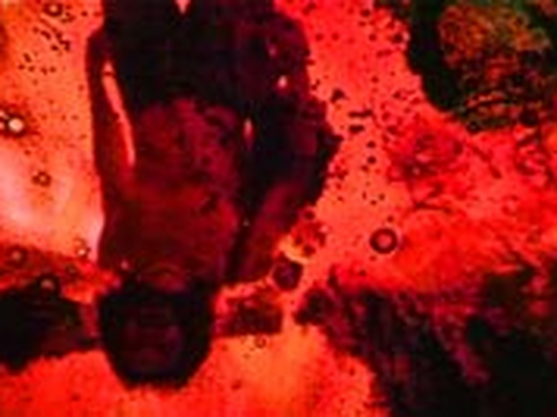 Foto 1 de Mango Ceylon