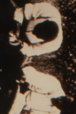 Looting for Rodney (Looting for Rodney)