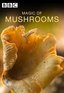 A Magia dos Cogumelos (The Magic of Mushrooms)