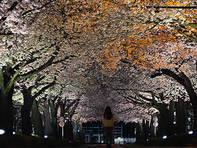 Foto 1 de Cold Bloom