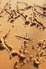 Maré Alta (Maré Alta)