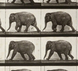 Elephant Walking