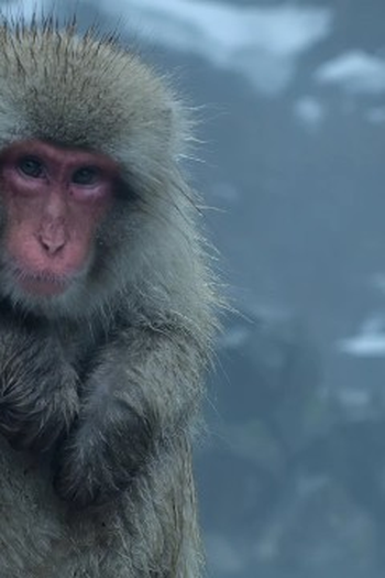 Poster de Episódio Frozen Nights (2020)