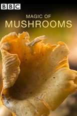 A Magia dos Cogumelos (The Magic of Mushrooms)