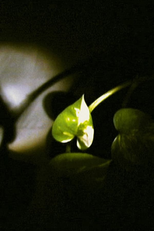 Floating Leaf (Floating Leaf)