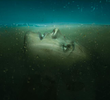 Absentia
