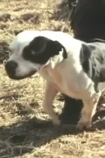  de Curta A Little Vicious (1991)