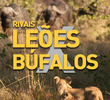 Rivais: Leões X Búfalos