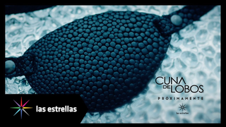 Trailer: Cuna de lobos | Próximamente #ConLasEstrellas