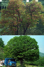 Impromptu (Impromptu)