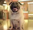 Do lobo ao cão
