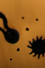 Bark You Mongrel, Raise Hell My Pearl (Kundelku ujadaj, perełko rób piekło)