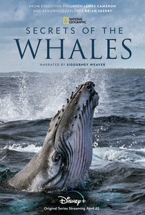 O Segredo das Baleias - Poster / Capa / Cartaz - Oficial 1