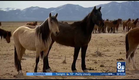 I-Team: Few tips in deaths of deaths of wild mustangs