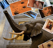 Smithsonian Spotlight: 100 Anos de História Natural