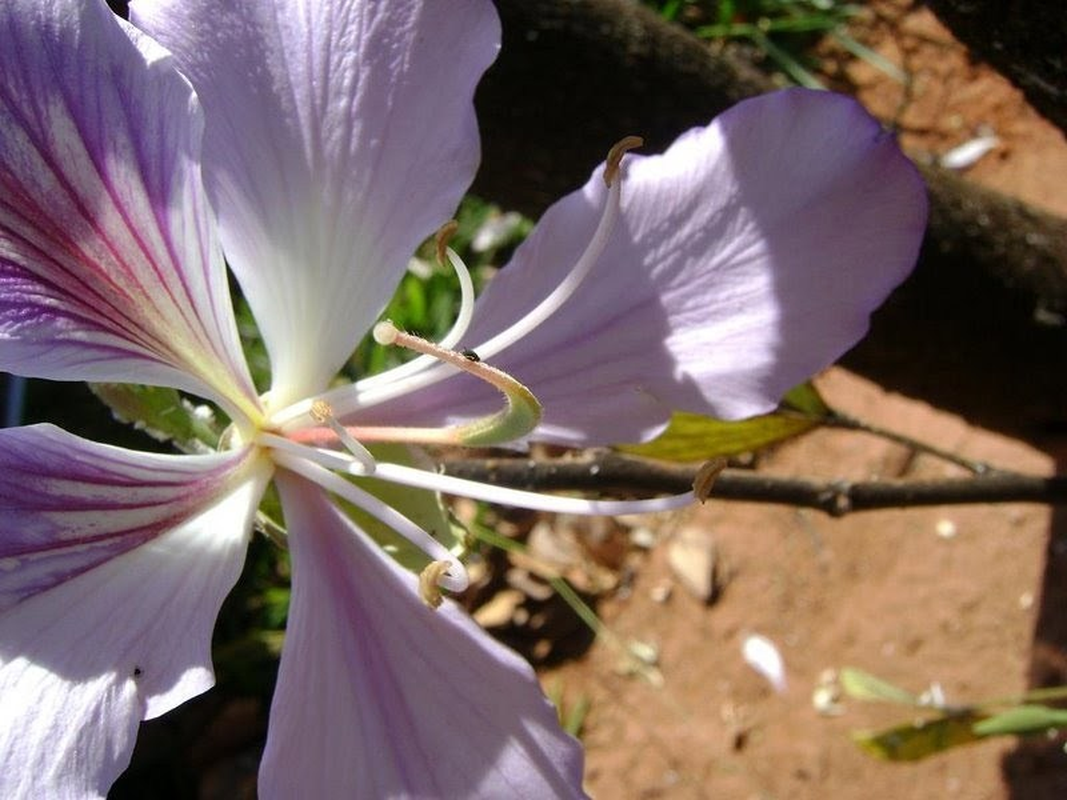 Kysã - Foto 6