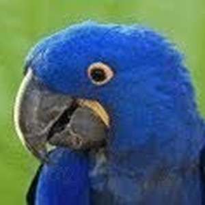 Foto de perfil de Ararazul