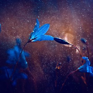 Foto de perfil de Mariel Perez