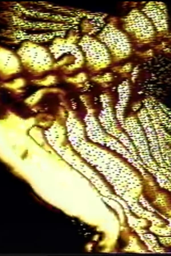 Poster de Curta Viscous Meanderings (1991)