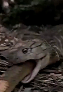 The Dream (The Dream)