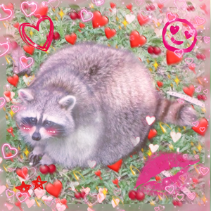 Foto de perfil de racoon_rowdy