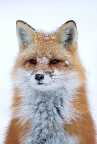 Poster 1 de Filme Snow (2020)