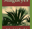 Magueyes