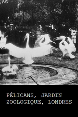 Pélicans, Jardin zoologique, Londres (Pélicans, Jardin zoologique, Londres)