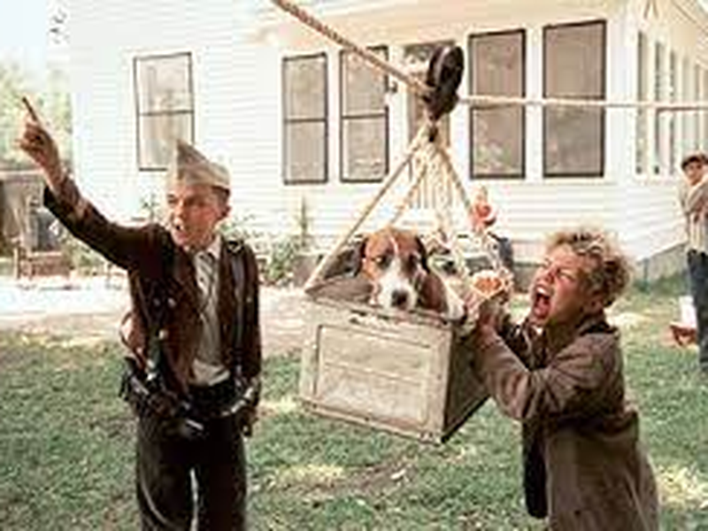 Foto 5 de Meu Cachorro Skip