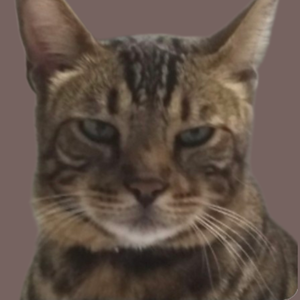 Foto de perfil de Tigole