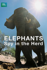 Elephants - Spy in The Herd (Elephants - Spy in The Herd)