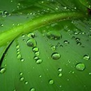 Foto de perfil de Priscila