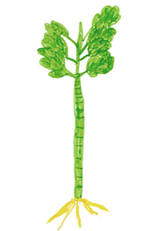 Cantos da Embaúba (Cantos da Embaúba)