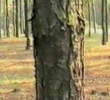 Dancing with trees